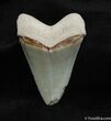 Beautiful In Bone Valley Megalodon Tooth #542-2